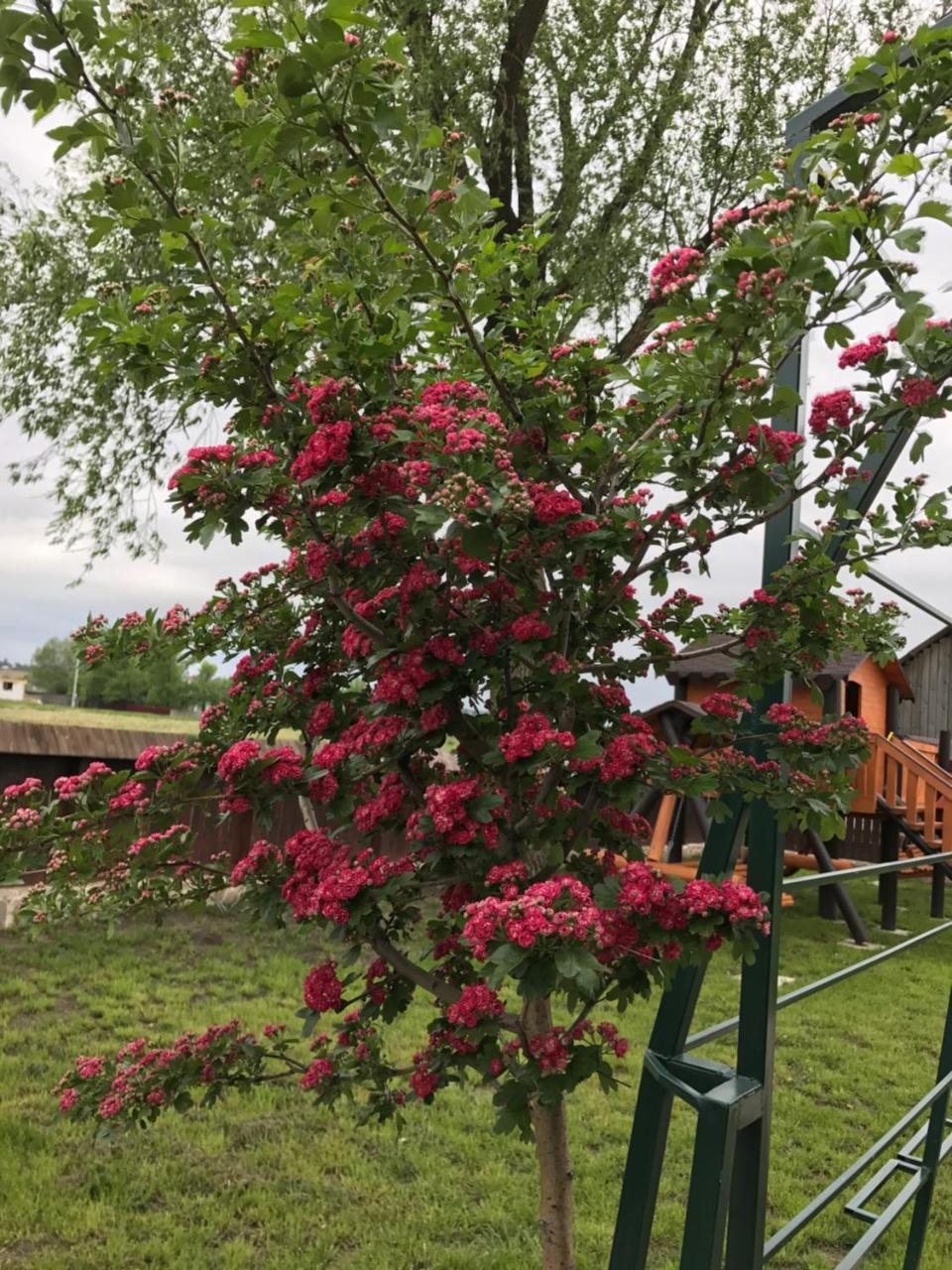 Pensiunea Dany - Crys Zvoristea Dış mekan fotoğraf